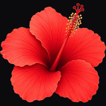 Red hibiscus